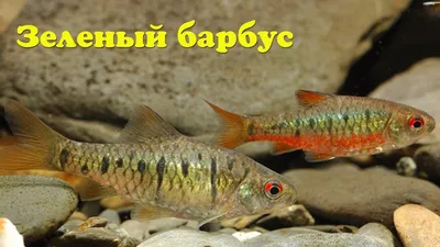 Зеленый барбус - Barbodes semifasciolatus - YouTube