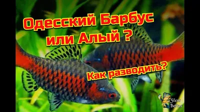 Scarlet Barb | Barbus ticto (Odessa Barb) : Breeding - YouTube