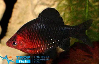 Барбус черный | Карповидные | Каталог | TropFish – здоровые аквариумные  рыбки оптом с быстрой доставкой по Украине.