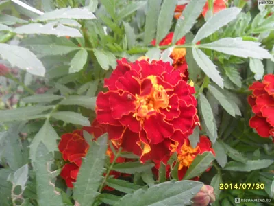 Семена Бархатцы отклоненные Красная Брокада фирмы НК Русский огород -  «Красивые и не прихотливые цветы, растут на любой земле. » | отзывы