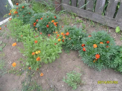 Семена Бархатцы отклоненные Красная Брокада фирмы НК Русский огород -  «Красивые и не прихотливые цветы, растут на любой земле. » | отзывы