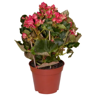 Begonia Borias Бегония