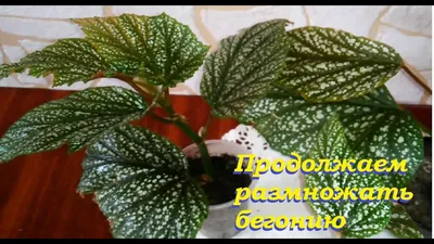 Бегония крапчатая - уход и размножение.//Speckled begonia - care and  reproduction.// - YouTube