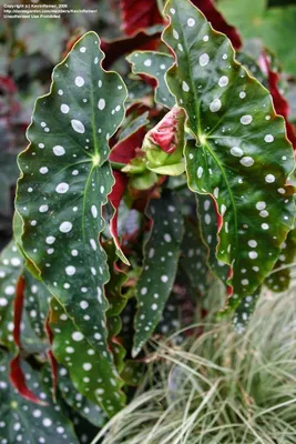 Всё о бегониях и не только...: Begonia maculata, Begonia corallina, Begonia  argenteo-guttata, Begonia albо-pi… | Бегония, Лиственные растения, Идеи  посадки растений