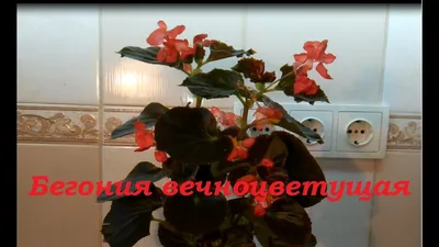 Бегония крапчатая- укореняем черенки в вермикулите.//Begonia- we root the  cuttings in vermiculite.// - YouTube