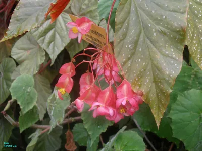 Begonia corallina | Коллекционные растения