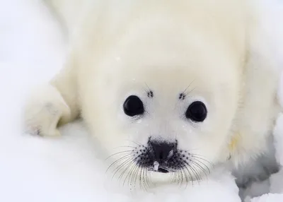 Наблюдение за тюленями-бельками в Архангельской области