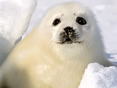 Белек гренландского тюленя фото обои Белек гренландского тюленя морских  животных, фотообои морские млекопитающие, фотографии м… | Animals, Albino  animals, Harp seal