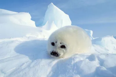 Белый тюлень | Смотреть 48 фото бесплатно