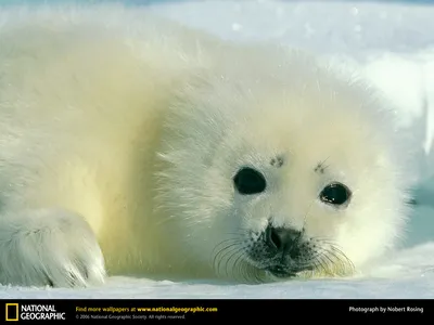 Детеныши гренландского тюленя (виды, 20 фото)