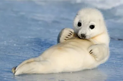 Тюлень детеныш | Смотреть 26 фото бесплатно