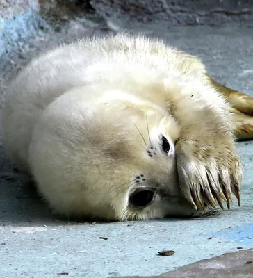 Раненого детеныша тюленя нашли на набережной в Актау - 13.04.2020, Sputnik  Казахстан