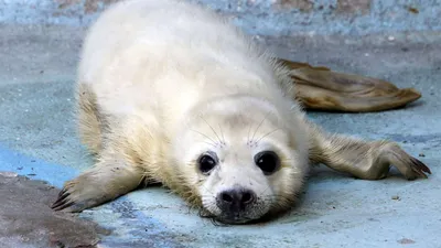 Первый детеныш тюленя в этом году найден на пляже в Лиепае - 13.03.2018,  Sputnik Латвия