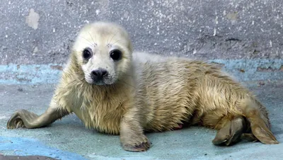 Раненого детеныша тюленя, найденного на набережной Актау, спасти не удалось  - 17.04.2020, Sputnik Казахстан