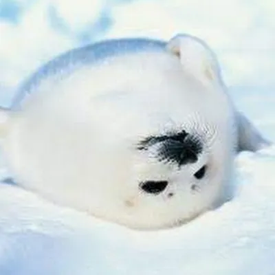 Милый тюлень - 65 фото