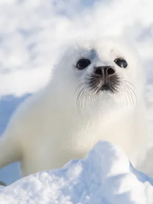 Белек тюлень - 60 фото: смотреть онлайн
