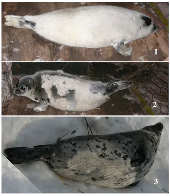 Жизнь и промысел гренландского тюленя — Общество