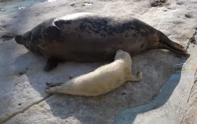 В калининградском зоопарке родился детеныш тюленя - Новости -  Goodnewsanimal.ru