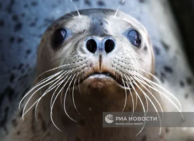 Центр реабилитации морских млекопитающих \"Тюлень\" в Приморском крае | РИА  Новости Медиабанк