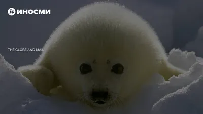 Российский запрет «означает конец канадской охоты на тюленей», утверждают  активисты | 18.01.2022, ИноСМИ