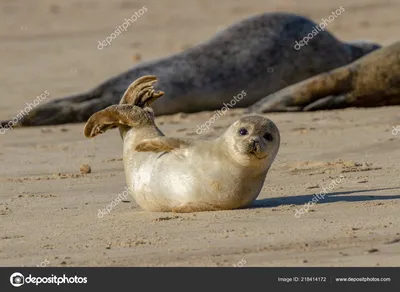⬇ Скачать картинки Детеныш тюленя, стоковые фото Детеныш тюленя в хорошем  качестве | Depositphotos