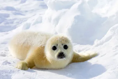Тюлень детеныш (54 лучших фото)