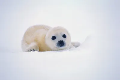 Детеныши гренландского тюленя (виды, 20 фото)