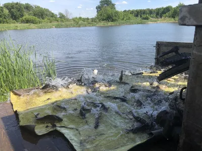 В Пензенской области в озеро Затон выпустили 212 кг рыбы | Пенза-Обзор -  новости Пензы и Пензенской области