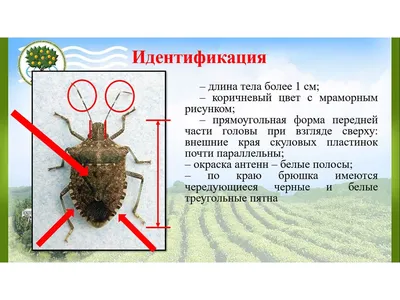 Коричнево-мраморные клопы осаждают Сочи - спасет ли массовая дезинсекция?