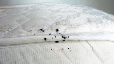 Учёные нашли новую опасность укусов постельных клопов