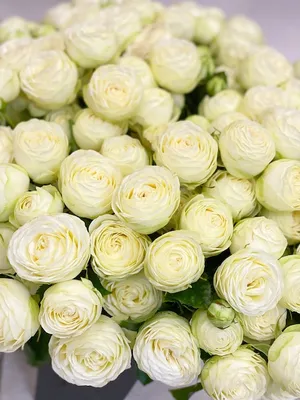 Красивые белые кустовые розы пионовидной формы. нежный весенний букет из  белых цветов, романтика | Премиум Фото