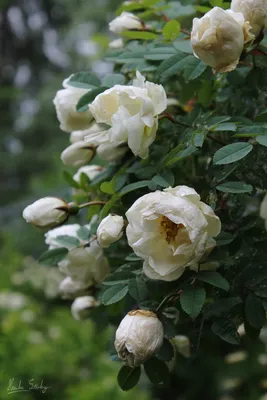 Букет 19 кустовых роз Сноуфлейк купить за 5 599 руб. с круглосуточной  доставкой по Москве | Мосцветторг