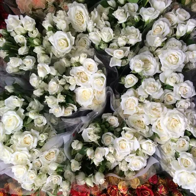 Роза кустовая белая ✾ C доставкой в Геленджике