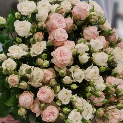 Роза кустовая розовая с белой букет. Букет из кустовых роз розовые и белые  81 шт. 40 см. (Эквадор)