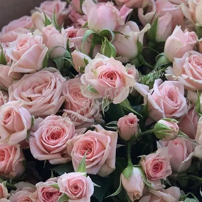 Кустовые розы в коробке — BoxToYou.Ru