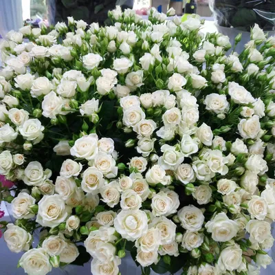 Роза кустовая белая Сноуфлейк - Ninel Flowers