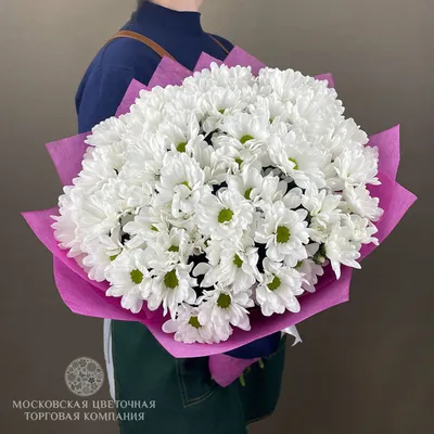 Букет 15 белых кустовых хризантем в фиолетовой упаковке купить за 5 490  руб. с круглосуточной доставкой по Москве | Мосцветторг