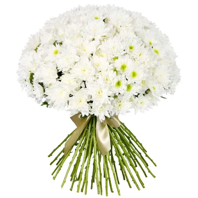 Хризантема кустовая белая в Краснодаре - Купить с доставкой от 150 руб. |  Интернет-магазин «Люблю цветы»