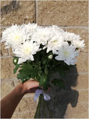 Букет из 5 белых кустовых хризантем — купить в интернет-магазине по низкой  цене на Яндекс Маркете