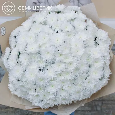 51 белая кустовая хризантема купить в СПб в интернет-магазине Семицветик✿