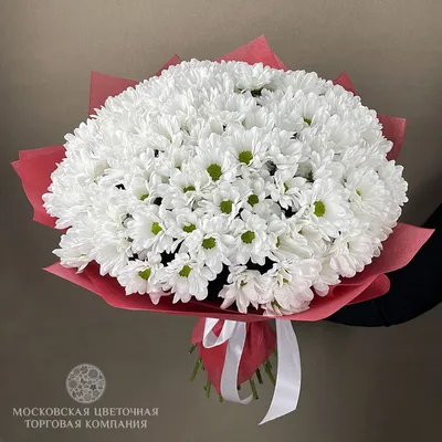Букет 25 белых кустовых хризантем в красной бумаге купить за 8 180 руб. с  круглосуточной доставкой по Москве | Мосцветторг