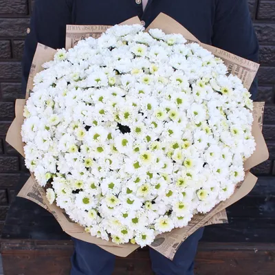 Букет белой кустовой хризантемы (51 шт) — BoxToYou.Ru
