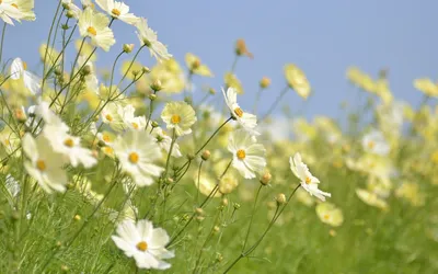 Белые полевые цветы - 58 фото