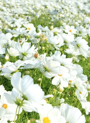 Белые полевые цветы в круге - обои на рабочий стол