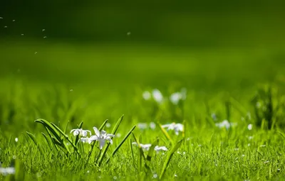 Белые полевые цветы. :: София Петухова – Социальная сеть ФотоКто