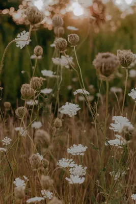 Лучшие фото (100 000+) по запросу «Полевые Цветы» · Скачивайте совершенно  бесплатно · Стоковые фото Pexels