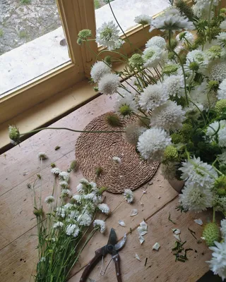 Обои поле, белый, лето, ромашки, луг, полевые цветы картинки на рабочий  стол, раздел цветы - скачать