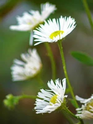 Белые полевые цветы фото