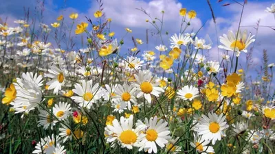 Фотообои Белые полевые цветы 39064 купить в Украине | Интернет-магазин  Walldeco.ua
