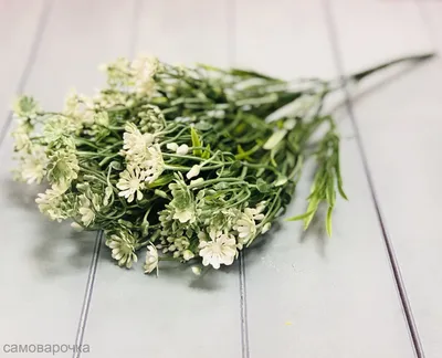 Белые Цветы Аквилегии. Прекрасные Весенние Полевые Цветы. Лицензионные фото  и стоковые изображения